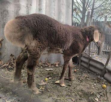 продам бу оборудование для птицефабрики: Продаю | Баран (самец) | Арашан | Для разведения | Племенные — 3