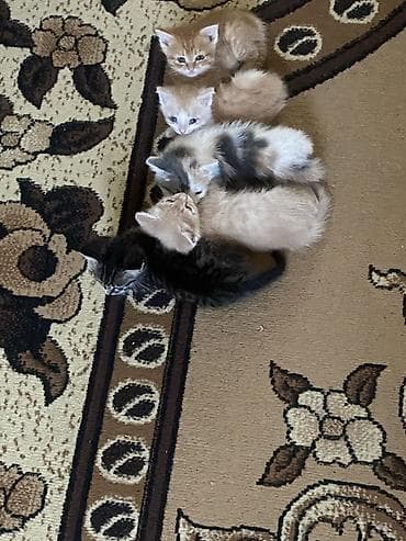 Үй жаныбарлары: Котята домашние отдадим в хорошие руки.котятам 1,5 месяца — 1