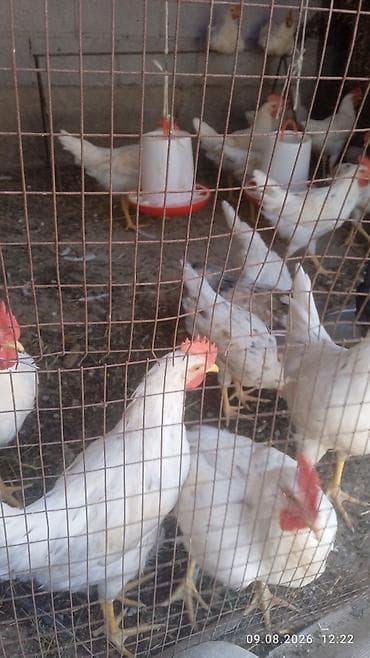 салома ячменый: Продаю | Петух | Леггорн | На забой — 1
