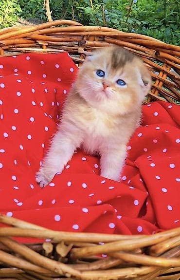 порода кошек вислоухая: Шотландские котята от красивой пары. Scottish fold и straight — 2
