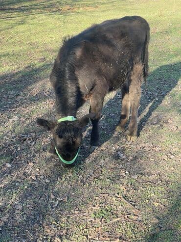 продаю домашние куры: Продаю | Корова (самка), Тёлка, Музоо, торпок | Швицкая, Абердин-ангус | На откорм, Для разведения, Для молока | Племенные — 4