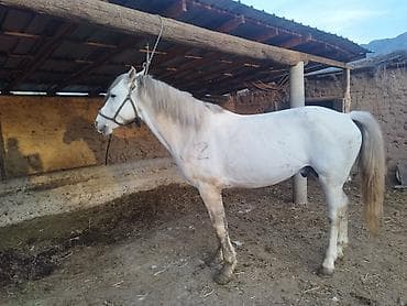 продажа орловских жеребят: Продаю | Конь (самец) | Рабочий | Мерин — 1