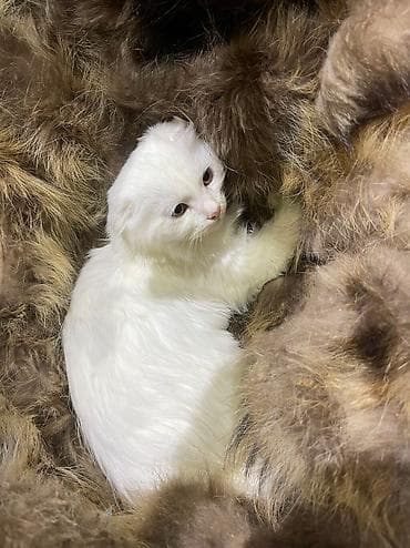 Услуги ветеринара: Скотиш Фолд (Шотландская вислоухая), 2 месяца, Девочка, Белый, Проглистована — 2