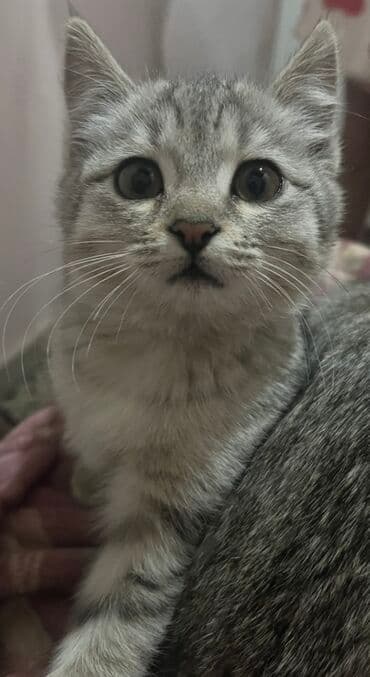 Собаки: 3 месяца, Девочка, Приучена к лотку — 2