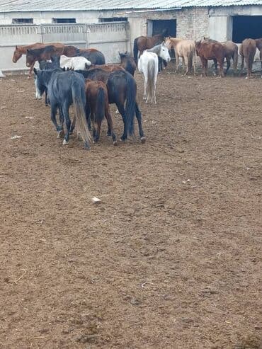 купить домик для кошки недорого: Продаю | Кобыла (самка) | Для разведения | Племенные — 2