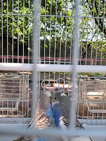 клетка для 2 волнистых попугаев: Пара волнистых попугаев в комплекте с клеткой и аксессуарами — 2
