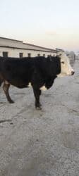 золотой фазан: Продаю | Корова (самка) | Алатауская | Для молока | Стельные — 22