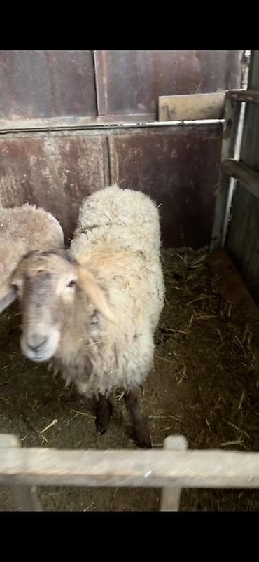 Продаю | Овца (самка) | Для разведения