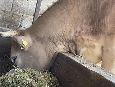 бык семец: Продаю | Корова (самка) | Для разведения, Для молока | Привязанные — 2