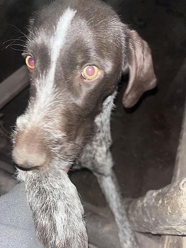 чихуахуа цена: Дратхаар, 8 месяцев, Самец — 6