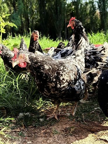 попугай ара сколько стоит: Австролорп Черно-пестрая эт-жумуртка багытындагы тооктор 5 айлык — 5