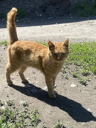 бурманская кошка бишкек: Девочка — 4