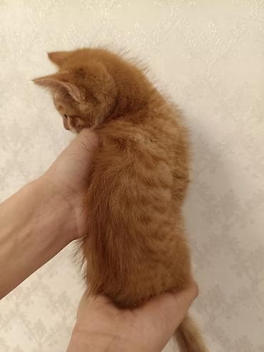 малинкие кошки: Беспородная, 3 месяца, Мальчик, Рыжий, Приучена к лотку — 2