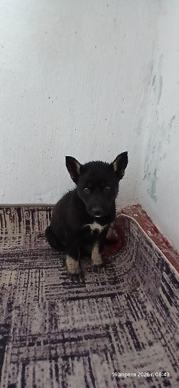 сколько стоит собака хаски: Щенки В ДОБРЫЕ РУКИ смесь с хаски помёт из 3 малышей. Окрас: - чёрный — 1