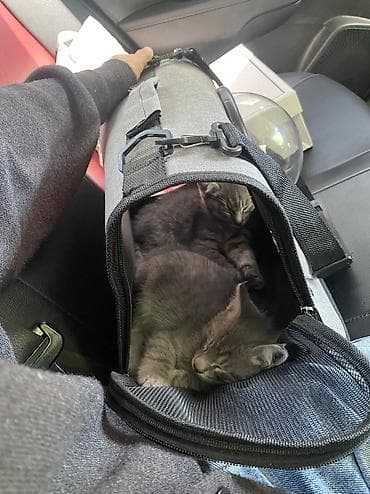 кошка серый: Ищем любящий дом для котят 🐾 Им ровно 2 месяца — остались 1 мальчик и — 6