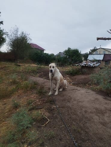 продажа щенков немецкой овчарки в бишкеке с документами: Алабай, 2 года, Самка, С прививкой, С родословной — 1