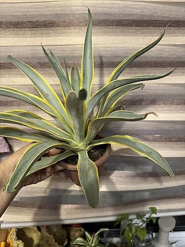 Агава вариегатная в горшке - Декоративный суккулент с широкими