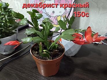 подонны: Комнатные растения в горшках. - Суккуленты, сансевиерия, алоэ — 1