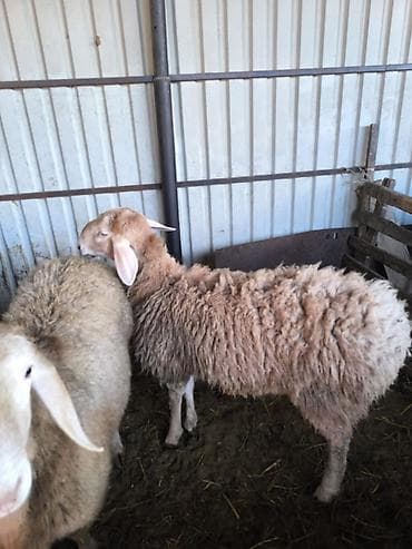 бараны в бишкеке: Продаю | Баран (самец) | Арашан | Для разведения | Осеменитель — 3