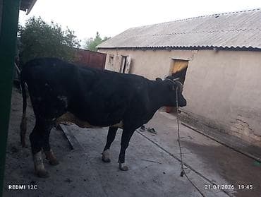 кошка породистый: Продаю | Корова (самка) | Голштин | Осеменитель — 2