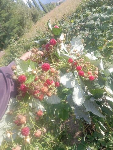 продаю в связи с переездом: Малина — 3