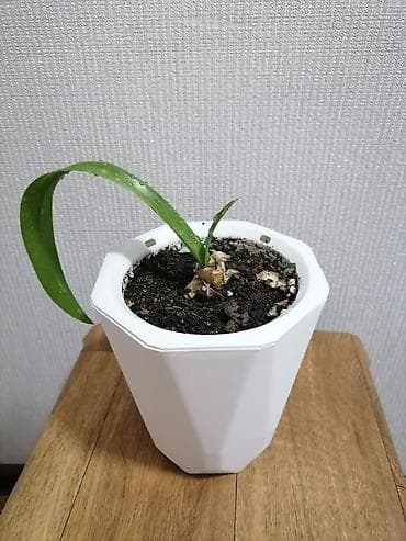 домашние розы: Молодое комнатное растение гиппеаструм белый в кашпо. - Посадка в — 2