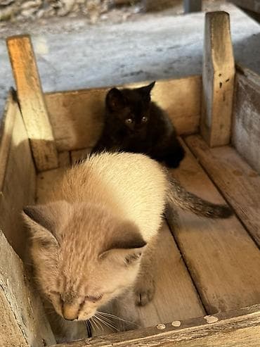 котят даром: Отдам даром в добрые руки, котята самостоятельные, приучены — 3