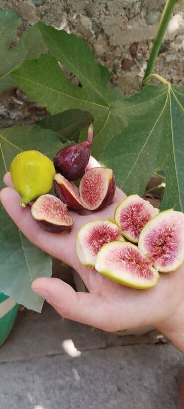 где купить саженцы гортензии в бишкеке: 📍Продаю инжир 1 год 7 месяцев плодоносящий, через 2-3 месяца можно — 1