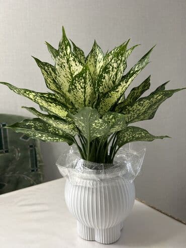 Аглаонема (Aglaonema) с пёстрыми листьями в декоративном горшке -