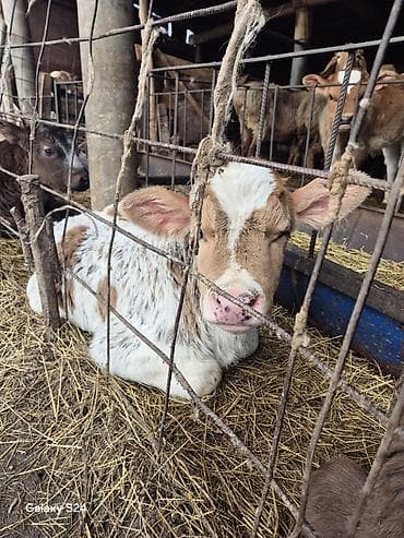 баран живой: Телята и ягнята из частного подворья - Породы: помесные — 4