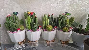 полотер: Композиции из кактусов и суккулентов в горшках - Наборы мини-кактусов — 2