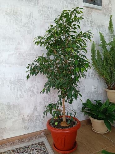 искусственный газон для мини футбольного поля цена бишкек: Цветы комнатные фикус Бенджамина высота 1 метр — 6