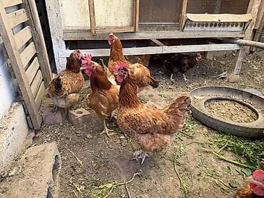 гнезда для птиц: Продаю | Куры, Петух — 8