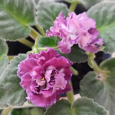 фиалка сорт герцогиня: Фиалка Африканская ночь. Цветущая. 300 сом. (сенполия) с махровыми — 3