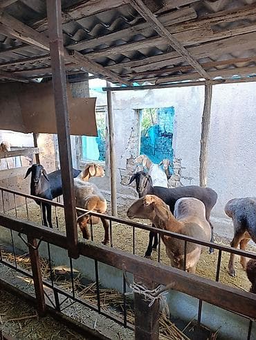 алабай: фото щенки: Продаю | Овца (самка) | Полукровка | Для разведения | Матка — 8