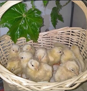 Продаю | Цыплята