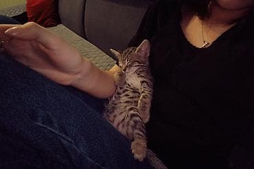 Другие животные: Котёнок полосатый (серо-коричневый табби) с белой грудкой и животиком — 6