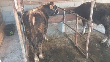 отдам собаку в хорошие руки бишкек: Продаю | Бык (самец) | Полукровка | На откорм | Привязанные — 6