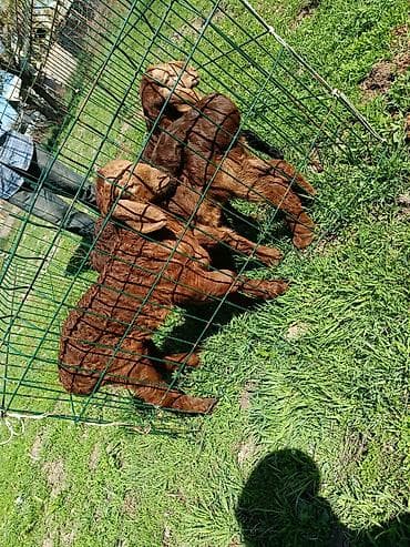 Продаю | Козлёнок | Полукровка | Для разведения