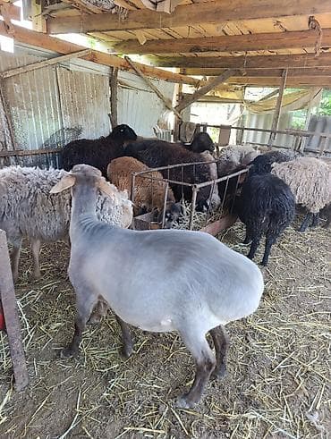 Животные: Продаю | Овца (самка) | Для разведения | Матка — 4