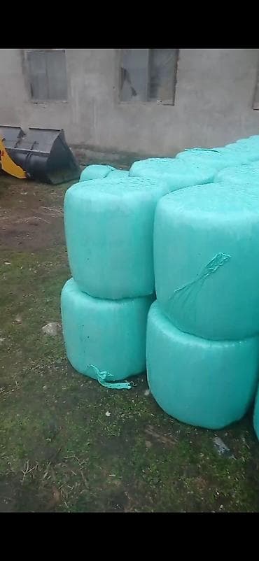 Силос С 🌽🌽🌽🌽 Кукурузой
сочный at lalafo.kg Силос С 🌽🌽🌽🌽 Кукурузой
сочный