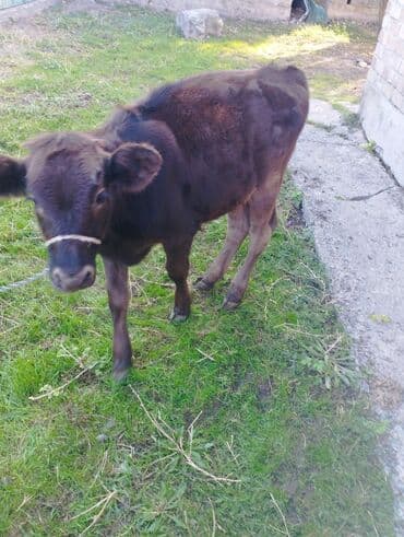 купить рабочую охотничью собаку: Продаю | Музоо, торпок — 3