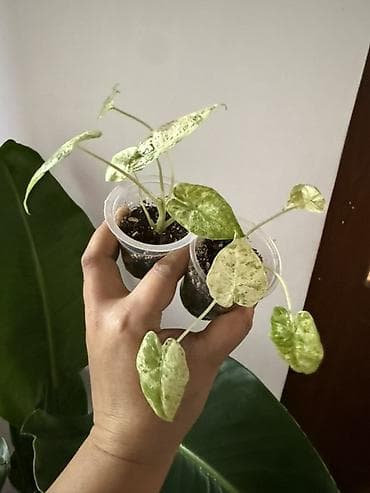 шоколадный будет: Алоказия ‘Polly’ (Alocasia x amazonica ‘Polly’) — эффектное комнатное — 9