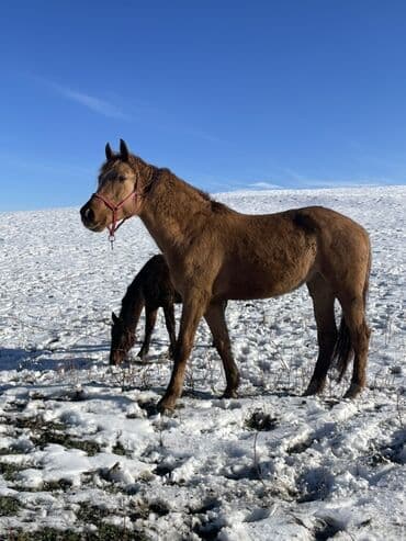 охотник собака: Продаю | Кобыла (самка) | Для разведения — 1