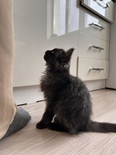 купить кошку мейн кун: Очаровательный котёнок с пушистой угольно‑чёрной шерсткой и яркими — 3