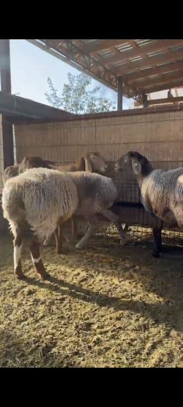 животные домашние: Продаю | Овца (самка), Ягненок | Арашан | Для разведения | Племенные, Ярка — 2