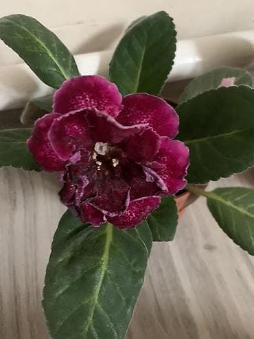 для круп: Комнатные растения в горшках: 1) Молочай Миля (Euphorbia milii — 8