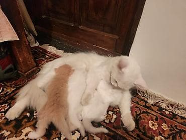 белые кошки купить: Котята от белой длинношёрстной кошки кормащая мама с детьми - Помёт — 1