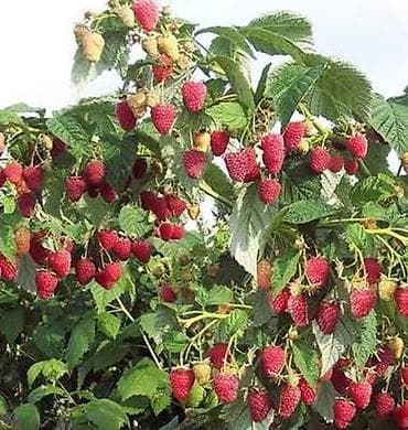 кукуруза качан: Малина полька көчөтү сатылат 3000 даана, штук Аябай жакшыы соонун — 1