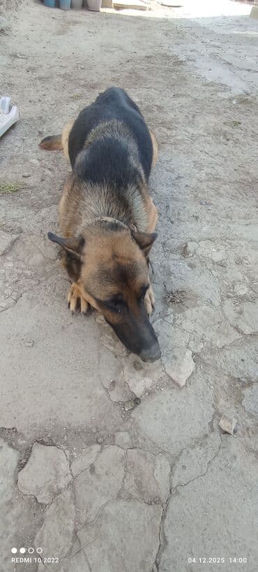 Иттер: Немис овчаркасы, 3 жаш, Ургаачы — 2